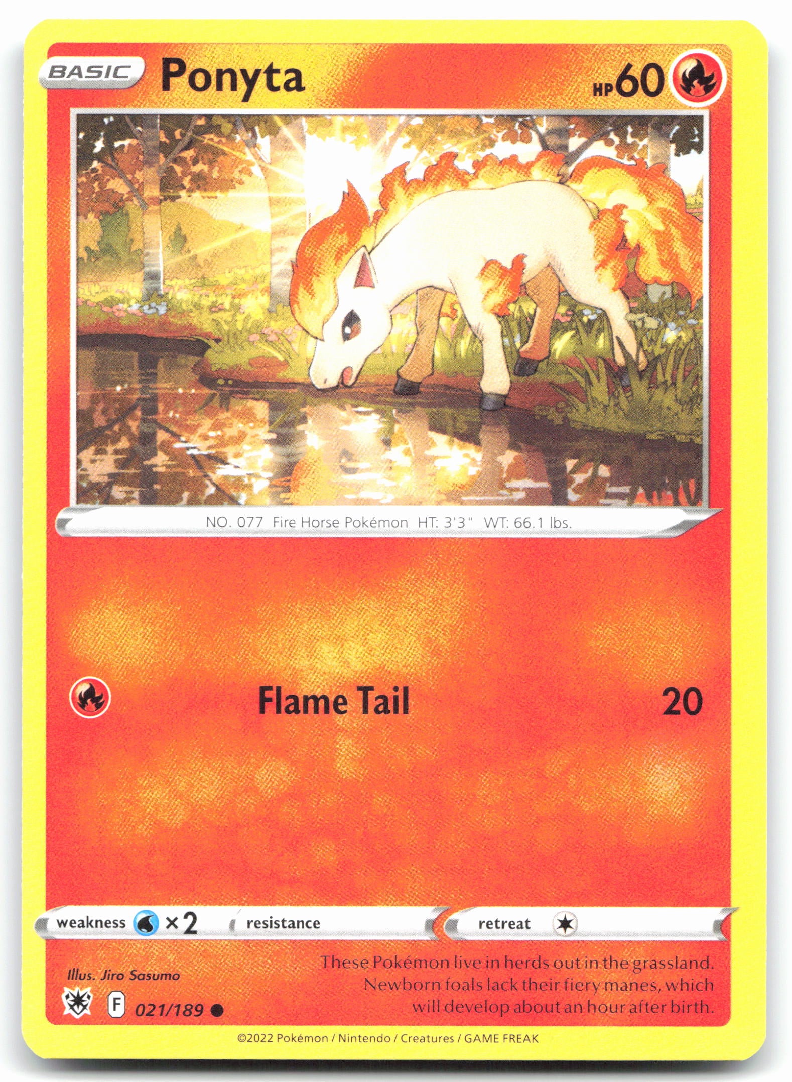 Ponyta